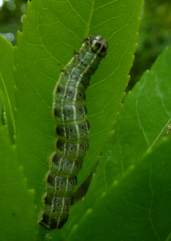 Orthosia cruda (Noctuidae)